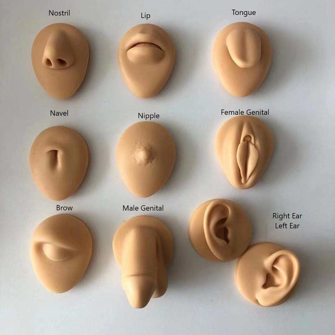 Silicone Practice/Display Parts on Stand